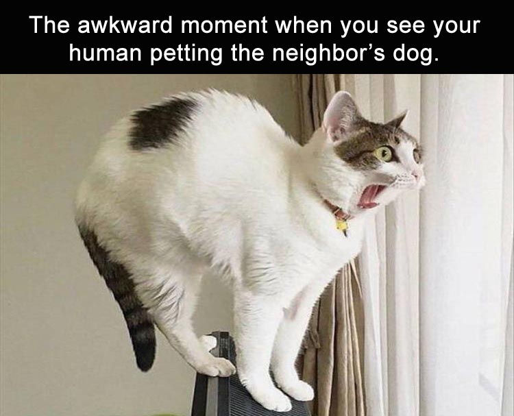 when-you-see-your-human-petting-the-neighbors-dog.jpg