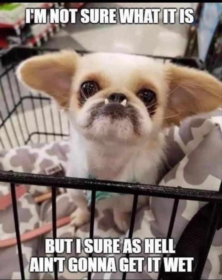 Funny Animal Meme Dump 21 Pics