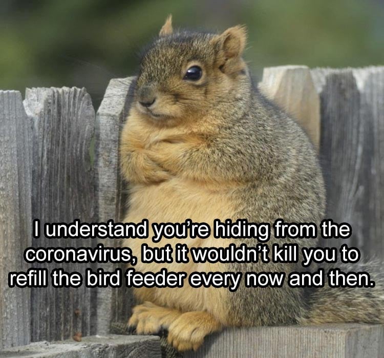 squirrel meme bird feeder