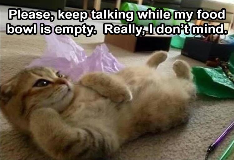 Top 23 Funny Animal Memes Of The Day