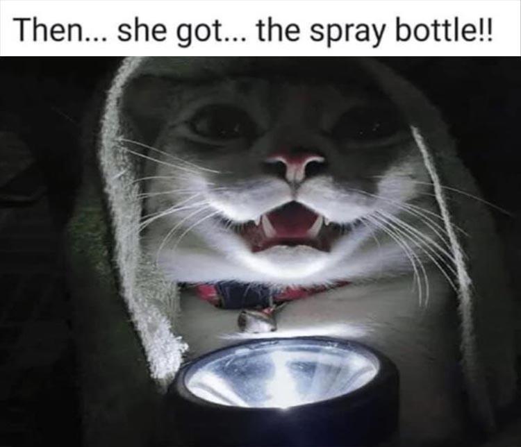 Top 24 Funny Animal Memes Of The Day