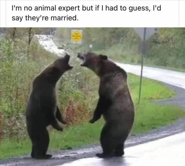 RubberMal  Bear cartoon, Funny internet memes, Bear