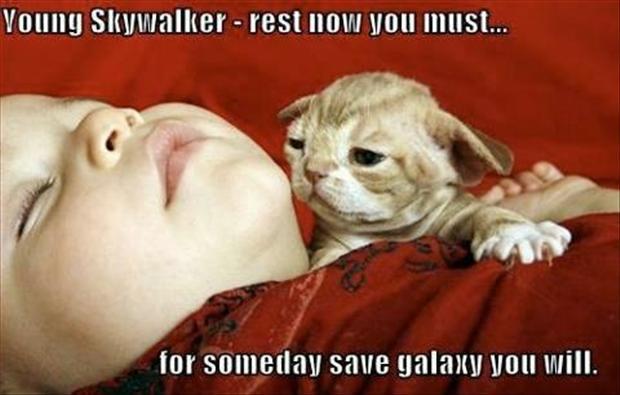 [Image: cat-yoda-young-skywalker-funny-star-wars-picture.jpg]