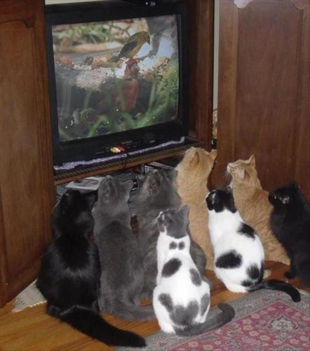 funny-cats-watching-tv.jpg