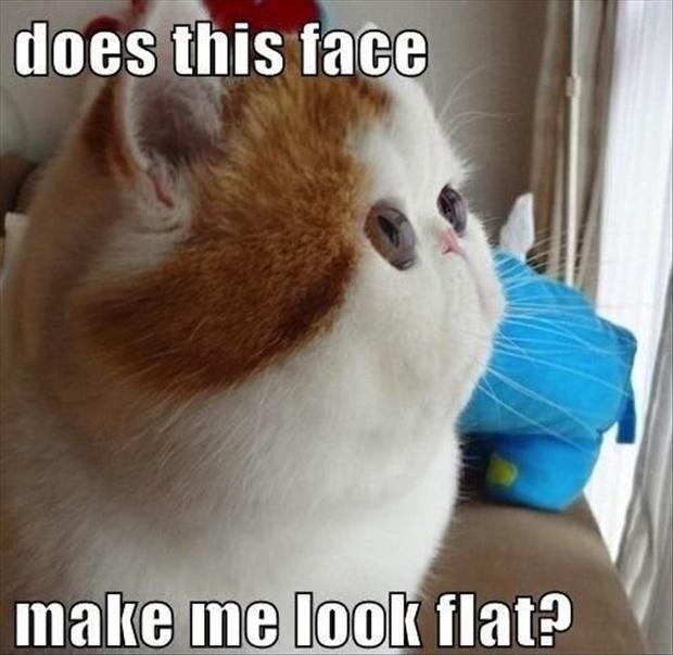 Funny Flat Face Cat Dump A Day