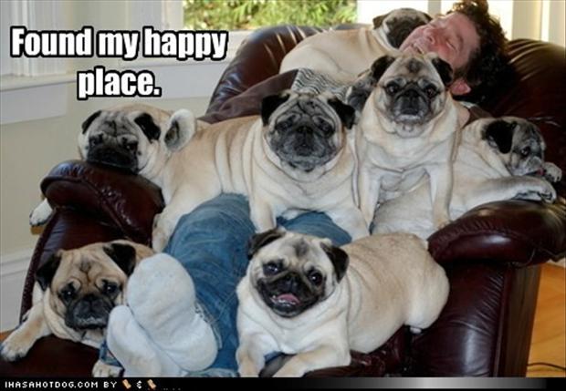 Image result for pug happy owner