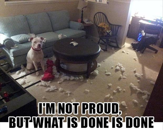 dog-makes-a-mess-funny-pictures.jpg