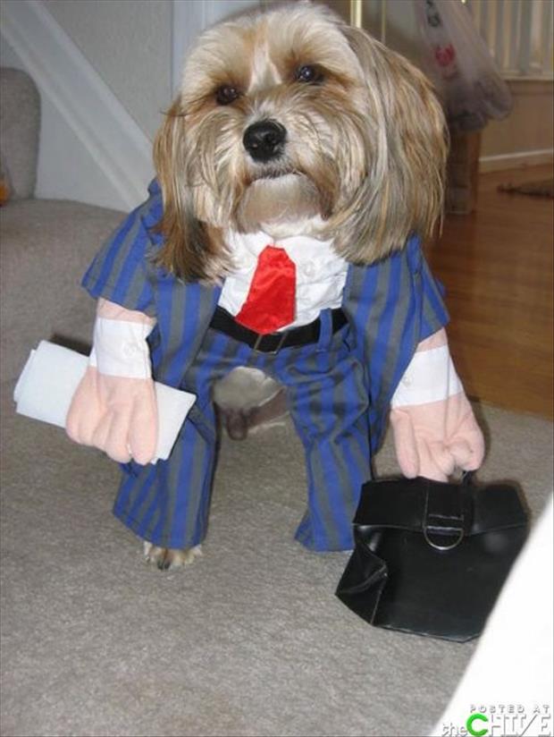 dogs dressed up