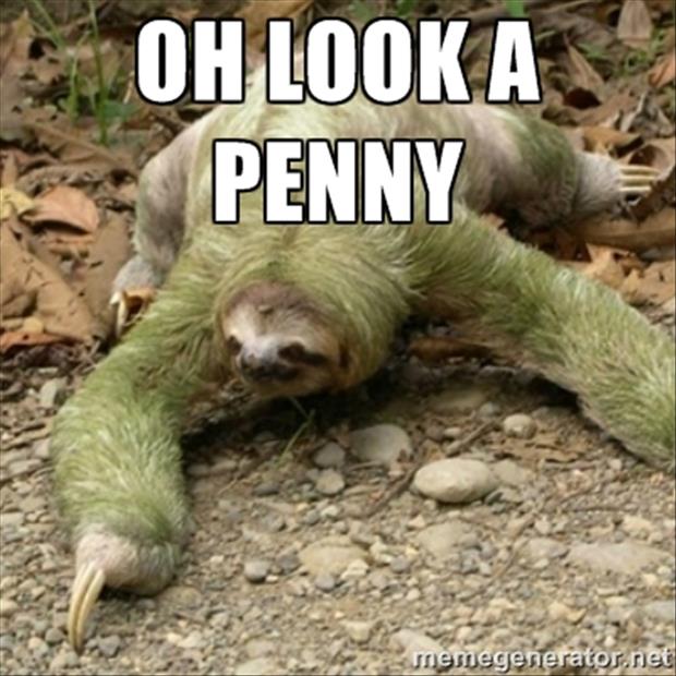 Oh look a penny sloth.