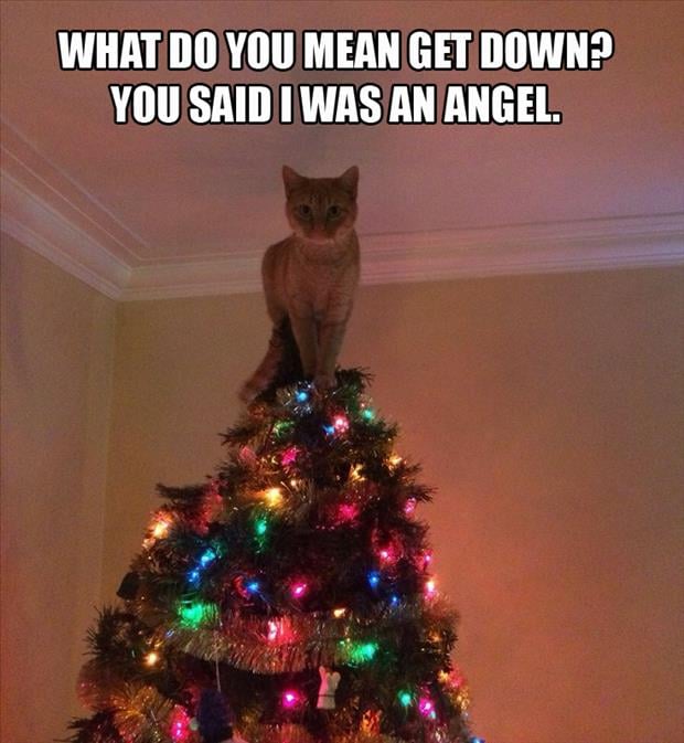 funny-cat-on-top-of-christmas-tree.jpg