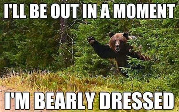 Image result for bear jokes