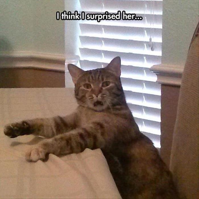 Funny Animal Pictures Of The Day - 24 Pics