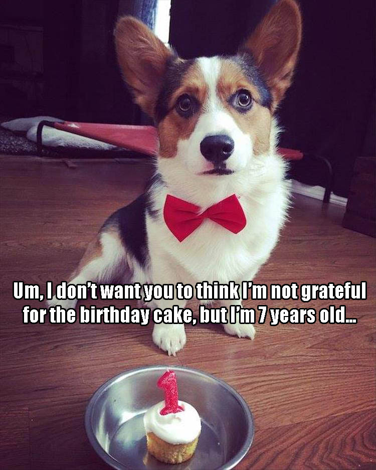 Funny Animal Pictures Of The Day - 21 Pics