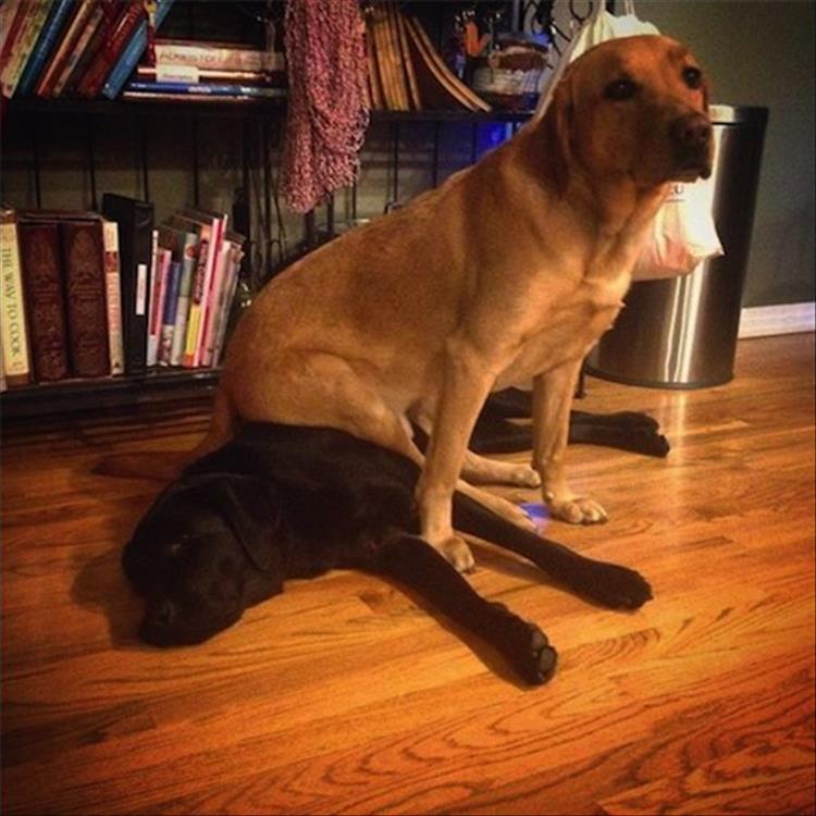 Dogs Sitting On Other Dogs Is The Cutest Thing You'll See All Day - 16 Pics