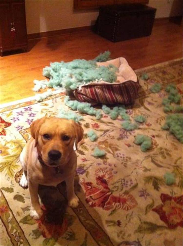 I'm Starting To Think That Pets Are Why We Can't Have Nice Things 25 Pics