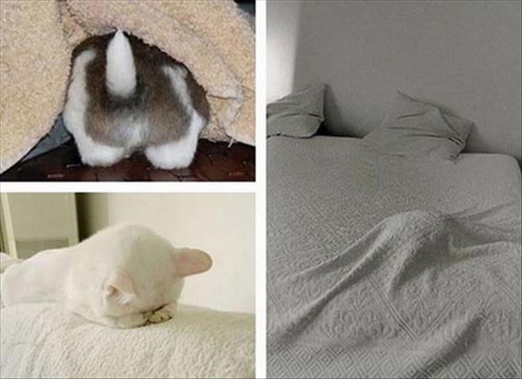 Коты играют в прятки. Зайка спрятался. Кролик спрятался. Котик спрятался. Спрятался под одеялом.