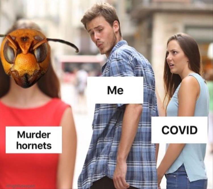 when you see murder hornet memes - Dump A Day