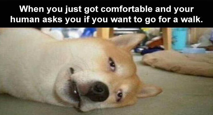 Top 21 Funny Animal Memes Of The Day