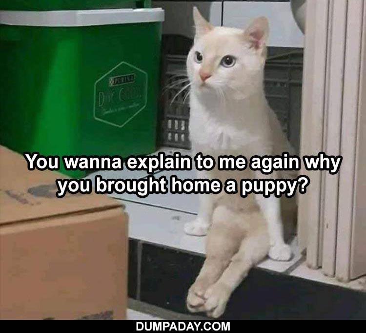 Top 37 Funny Animal Memes Of The Day
