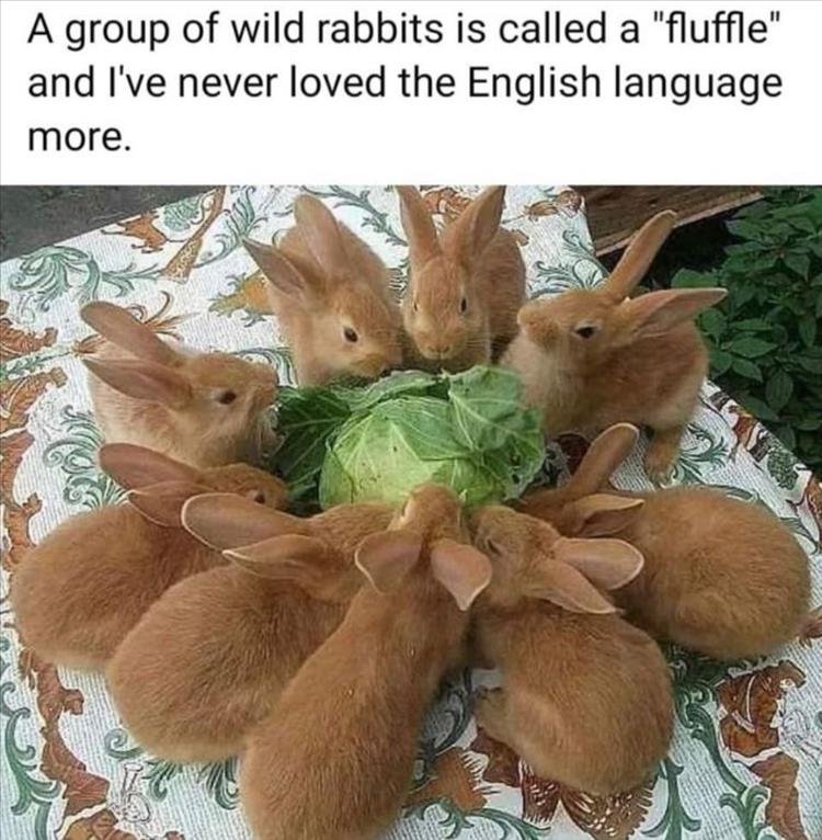 your-rabbits.jpg